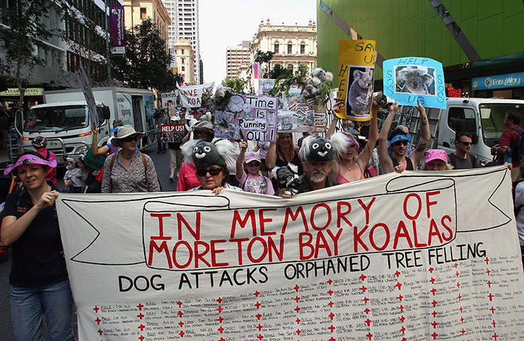 Endangered Kaola: Save Our Koalas Rally Takes Place In Brisbane