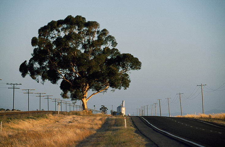 Endangered Kaola: A lone eucalyptus tree alongside