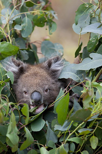 tony the koala