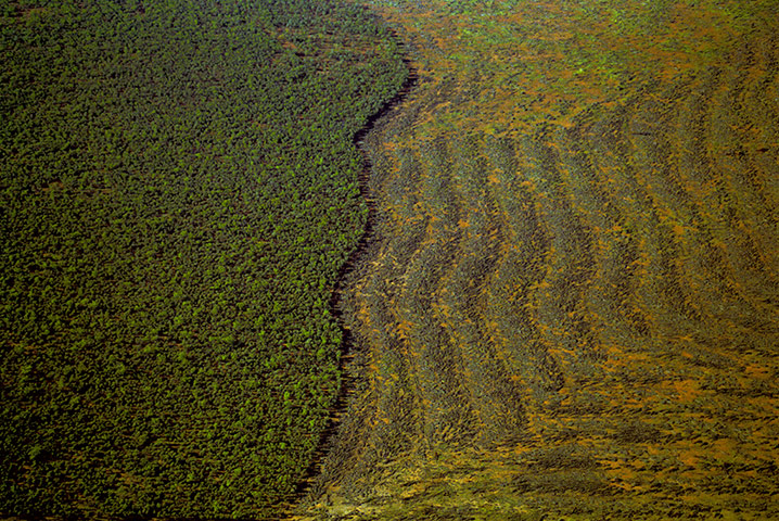 Endangered Kaola: Deforestation in Queensland Australia