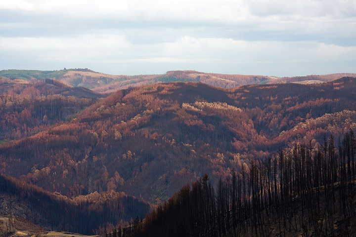 Endangered Kaola: Bushfire Devastation in South Gippsland Victoria Australia after 