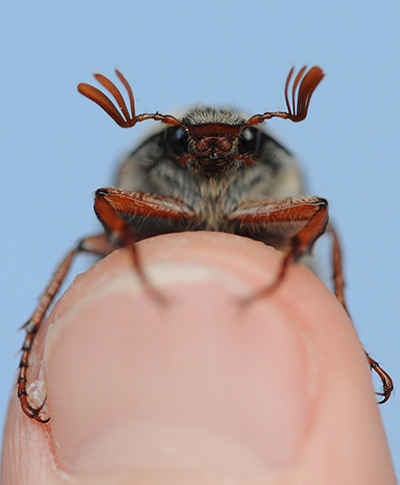 24 hours: Freiburg, Germany: A maybug sits on a child's finger