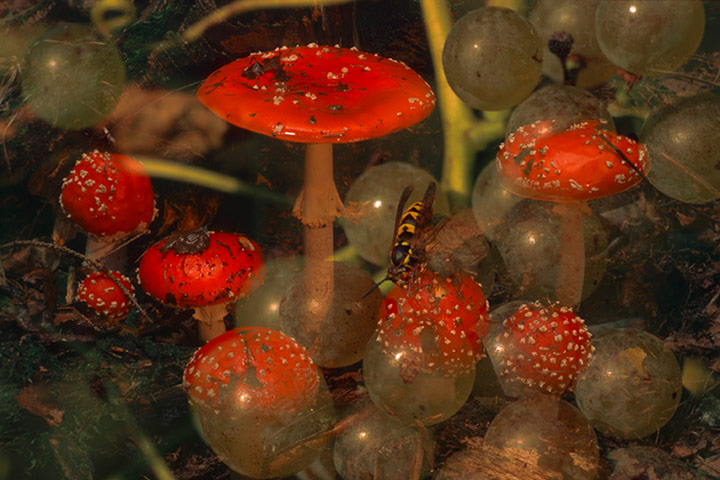 Fischli and Weiss: Untitled, from the series Flowers and Mushrooms