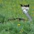 Austrian alpacas show shear delight - in pictures