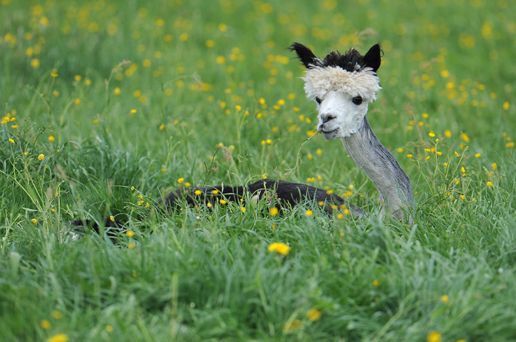 Alpacas annual shearing : A freshly trimmed alpaca in Goeming in the Austrian province of Salzburg