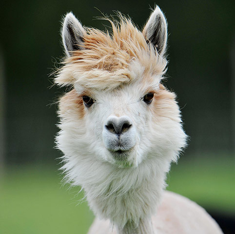 Alpacas annual shearing : A freshly sheared alpaca in Austria