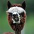 Alpacas annual shearing : A freshly sheared alpaca in Austria