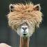 Alpacas annual shearing : A freshly sheared alpaca in Austria