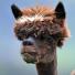 Alpacas annual shearing : A freshly sheared alpaca in Austria