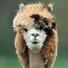 Austrian alpacas show shear delight - in pictures