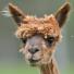 Alpacas annual shearing : A freshly sheared alpaca in Austria