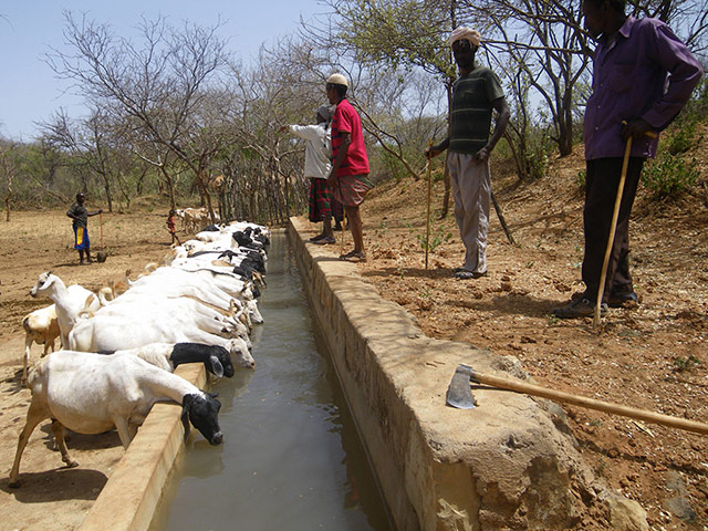 Pastoralists in Borana: 21st century pastoralism in southern Ethiopia