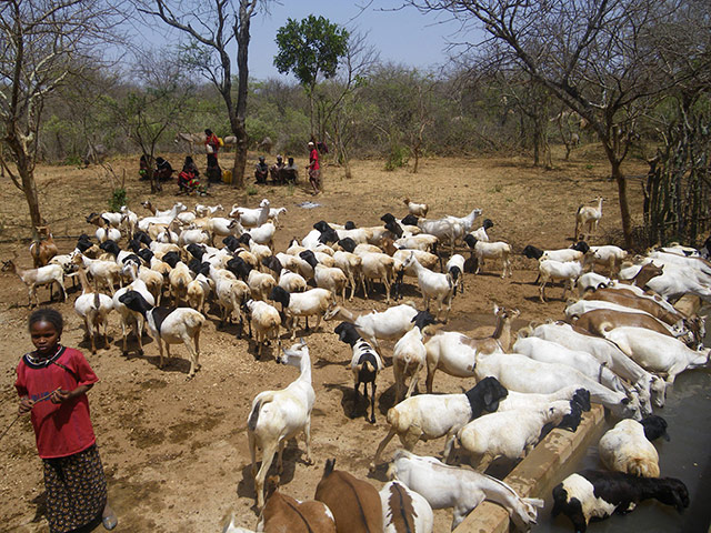 Pastoralists in Borana: 21st century pastoralism in southern Ethiopia