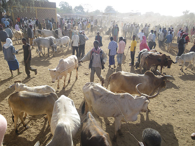 Pastoralists in Borana: 21st century pastoralism in southern Ethiopia