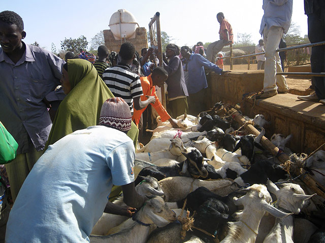 Pastoralists in Borana: 21st century pastoralism in southern Ethiopia