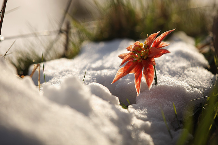 UK snow: A flower is surrounded by snow in Aboyne