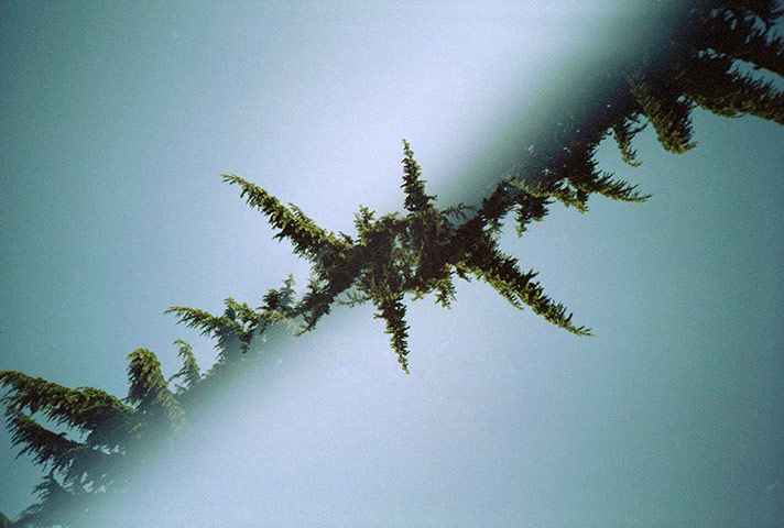 Your Pictures: Reverse: Your Pictures: Reverse - Leaf