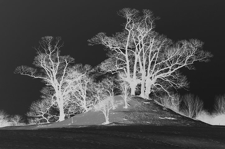 Your Pictures: Reverse: Your Pictures: Reverse - Trees