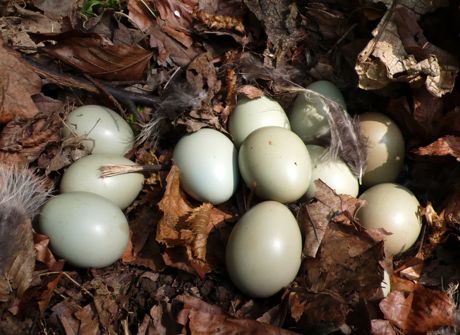 eggs