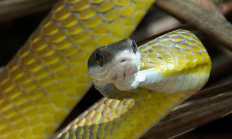 ... non-venemous golden tree snake. Photograph: John Su