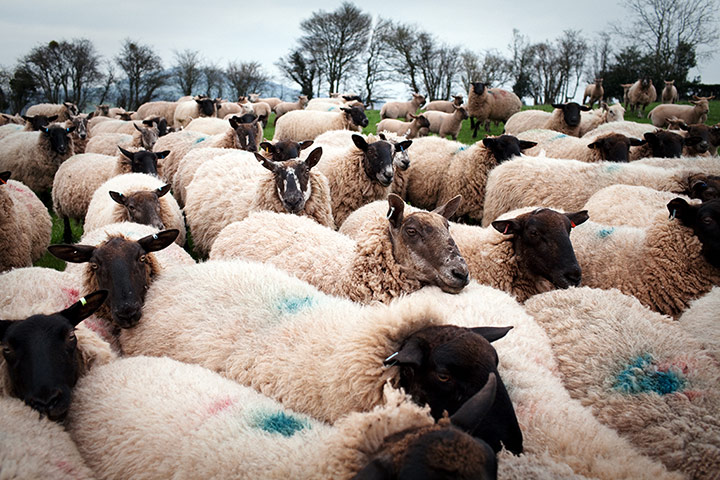 Lambing Season Wales: Sheep from Tre-Rhew Farm are seen in the hill