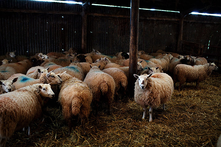 Lambing Season Wales: Ewes getting ready to give birth to lambs