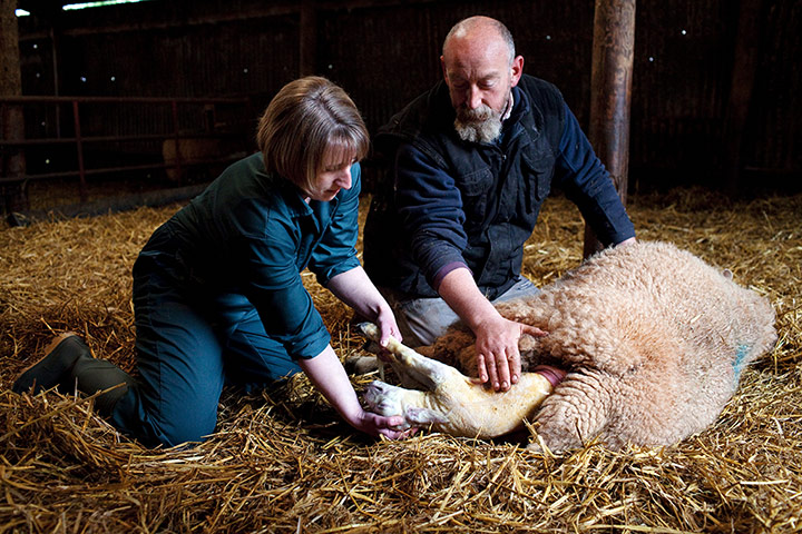 Lambing Season Wales: Jim and Claire birth a lamb