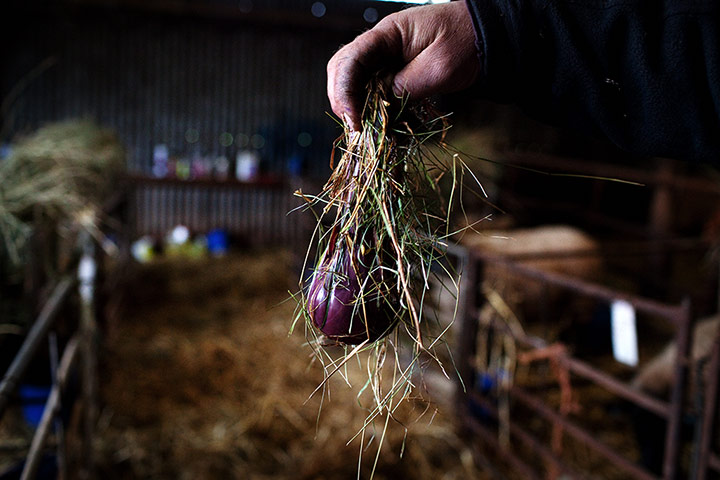 Lambing Season Wales: Afterbirth is picked up by Jim Beavan