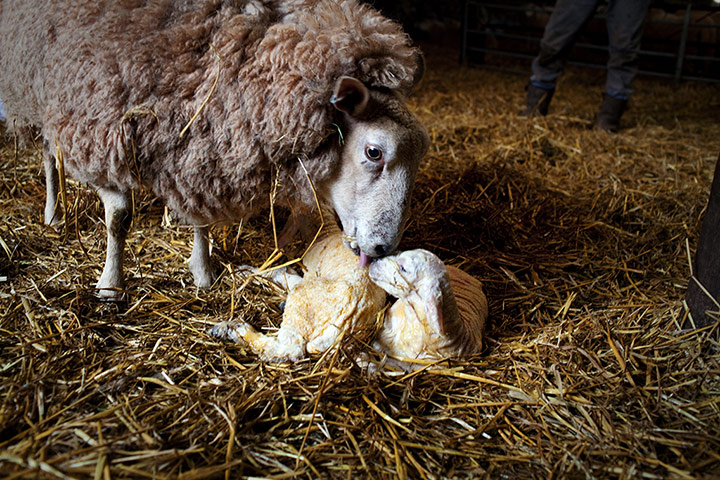 Lambing Season Wales: A Ewe licks her new lambs seconds after giving birth
