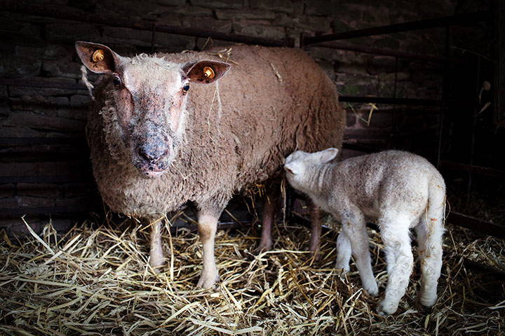 Lambing Season Wales: A sheep with her new born lamb