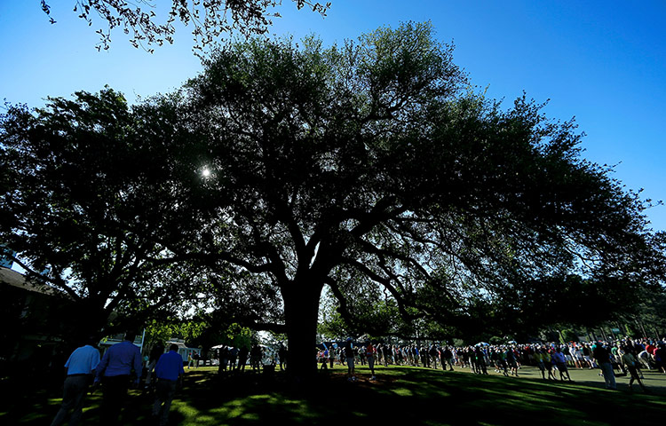 Augusta day 3: The Eisenhower tree at Augusta National