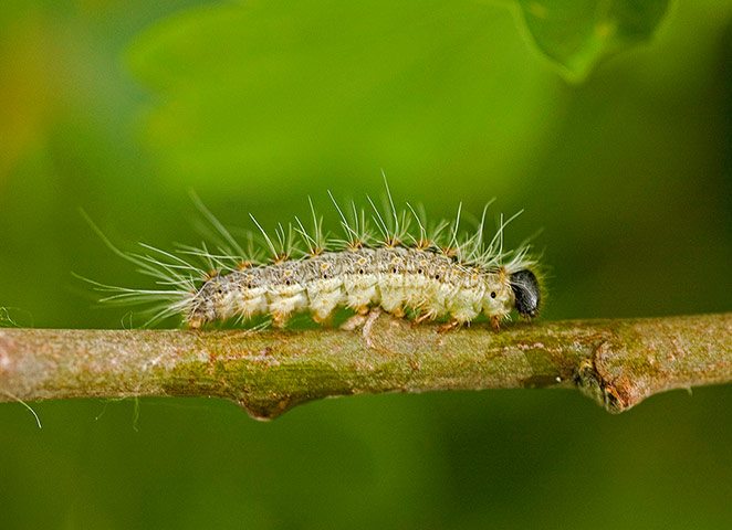Picture Desk Live: Moth caterpillar warning