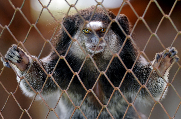 24 hours in pictures: A brazilian black-tufted marmoset at a recovery centre for wild animals