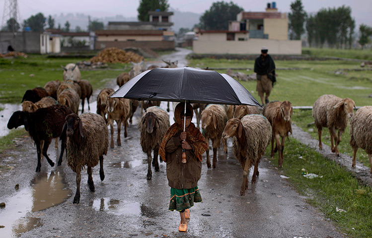 Abbottabad one year on: A Pakistani girl holds an umbrella while she and her father herd sheep