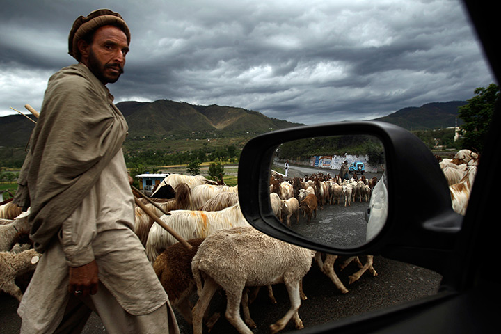 Abbottabad one year on: A shepherd leads his livestock along a road