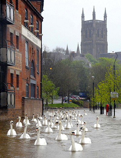 flooding in UK: Swans swim down a footpath in front of Worcester Cathedral