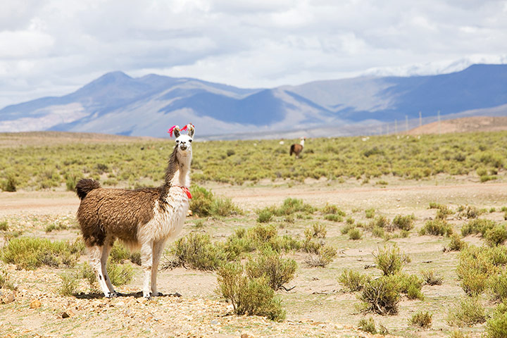 Bolivia travel: Alpaca roam the Eduardo National Park