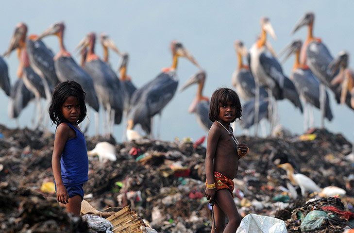Picture Desk Live: Greater Adjutant Storks at a dump in Guwahati