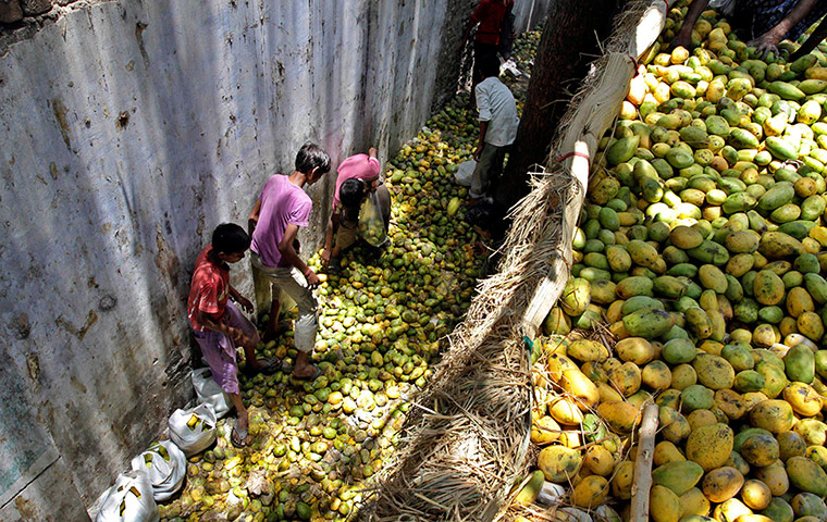 Picture desk live: Indian children try to salvage rotten mangoes