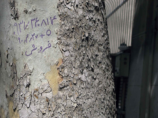 Iran Kidney: Iran Kidney010