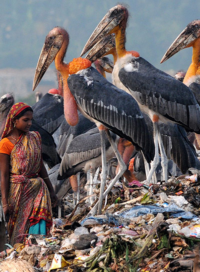 Week in Wildlife: Greater Adjutant Storks at a dump in Guwahati