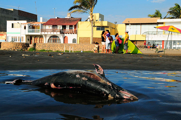 Week in Wildlife: A dead dolphin lies on Pimentel beach in Chiclayo