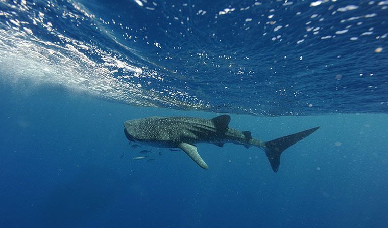 Week in Wildlife: Swimming with whale sharks tour at Ningaloo Reef Marine Park,  Australia 