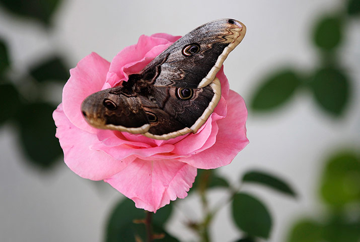 Week in Wildlife: Moth rests on rose in Marjayoun village in south Lebanon