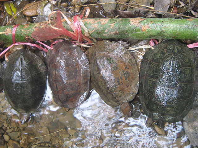 Week in Wildlife: Oldham's leaf turtles, or Cyclemys oldhamii, confiscated