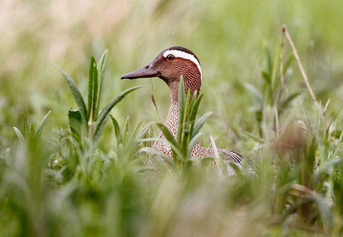 Week in Wildlife: Garganey is seen at the bank of the Pripiat river, in the town of Turov