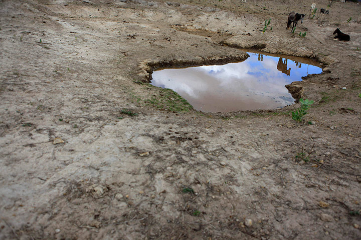 Week in Wildlife: A horse next to a nearly dried-up weir near Maracas in Bahia state, Brazil