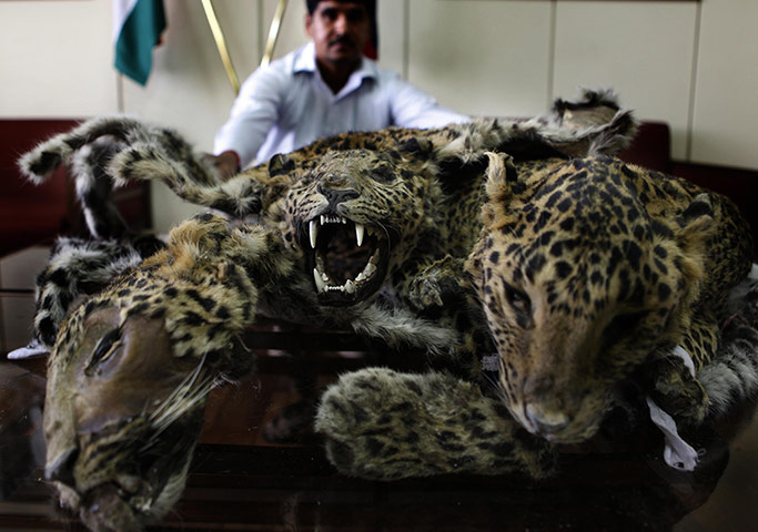 Week in Wildlife: Leopard Skins Recovered From Poacher In India