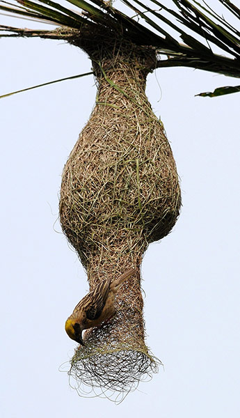 Week in Wildlife: Baya Weaver (Ploceus philippinus)