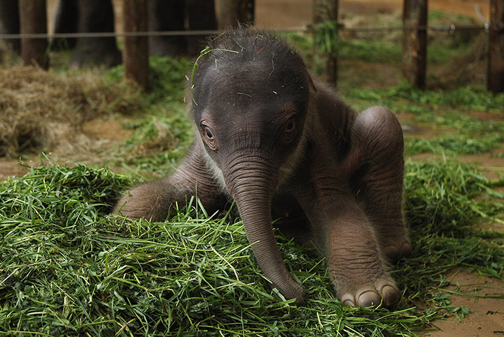 Week in Wildlife: ***BESTPIX***Two-Day Old Baby Elephant Presented At Berlin Zoo